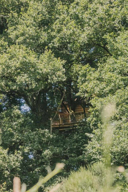 Cabane dans les arbres La Cabanoun, cabane perchée vue lac dans les Landes avec terrasse