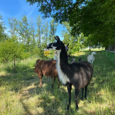 Séjour à la ferme La Ferme des Lamas Dordogne en Dordogne avec piscine