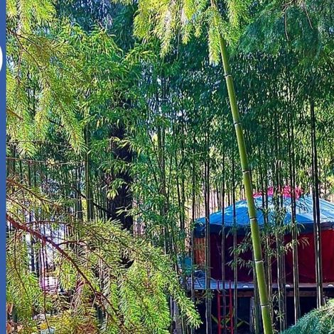 Yourte La Yourte aux Bambous en Cévennes dans le Gard avec terrasse