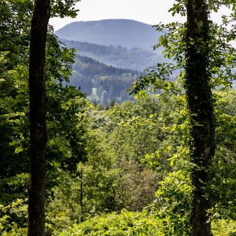 Roulotte immersive au jardin de Niargoutte dans le Bas-Rhin avec vue dégagée